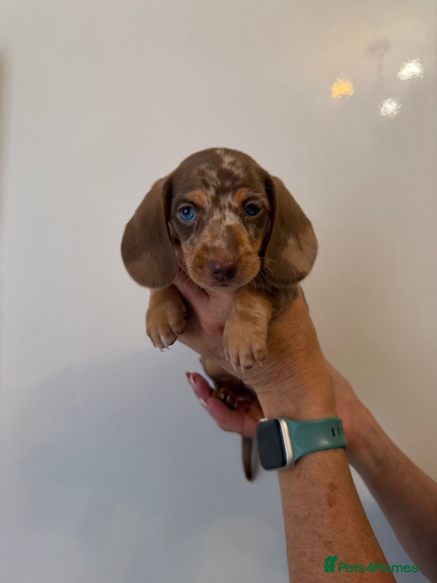 Miniature Dachshund dogs 🤩4 stunning miniature dachshund 🤩 - Advert 1