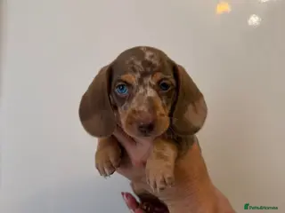 Miniature Dachshund dogs 🤩4 stunning miniature dachshund 🤩 - Advert 1