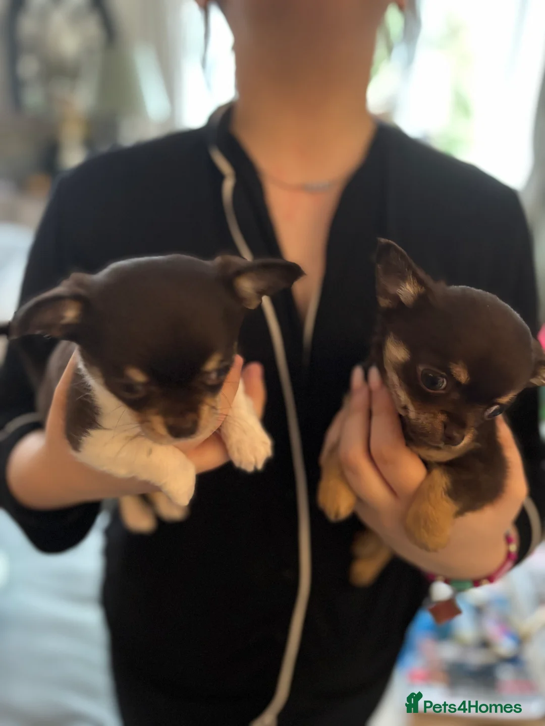 Chihuahua dogs for sale: Chocolate chihuahua boys ready now  - Advert 9