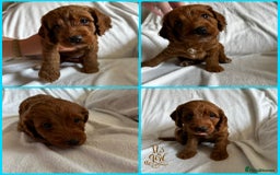 Cockapoo dogs for sale: F1 Red Cockapoo puppies ~ ⭐️ready Now ⭐️  - Image 37