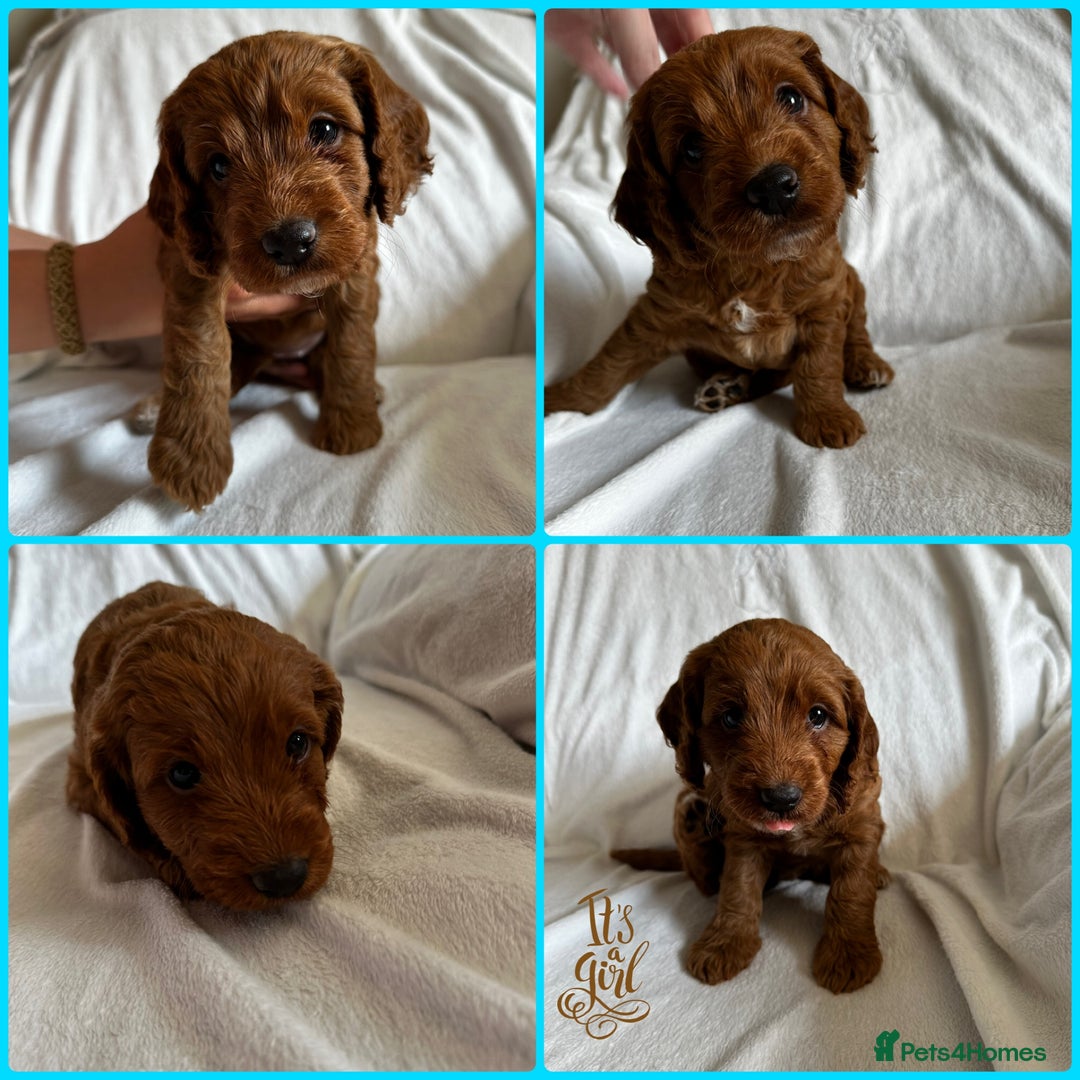 Cockapoo dogs for sale: F1 Red Cockapoo puppies ~ ⭐️ready Now ⭐️  - Image 37