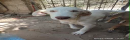 Mixed Breed dogs for adoption: Belce is a five month old Macedonian Rescue - Advert 3