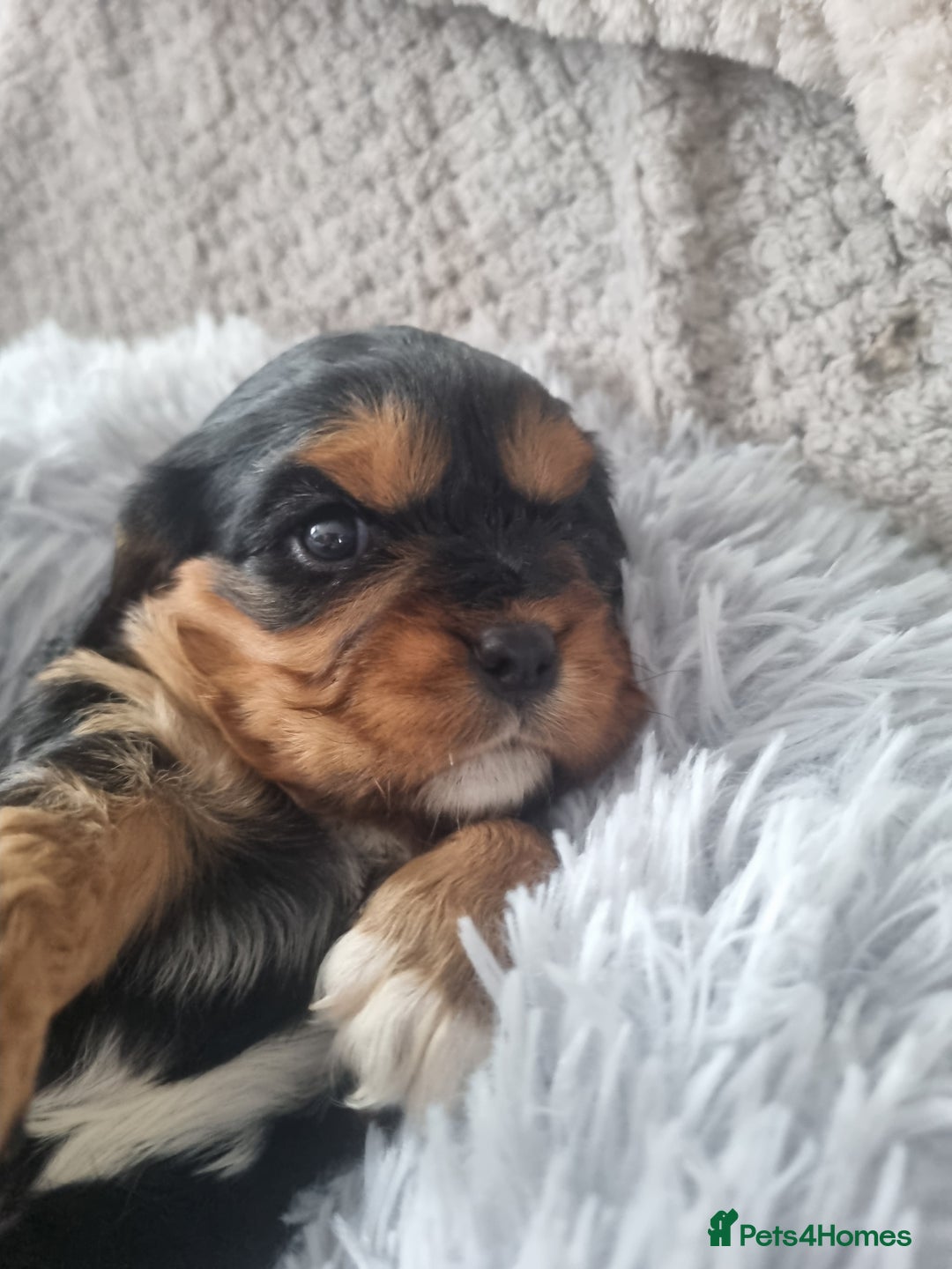 Mixed Breed dogs for sale: Beautiful F1b cockalier puppies  - Image 4