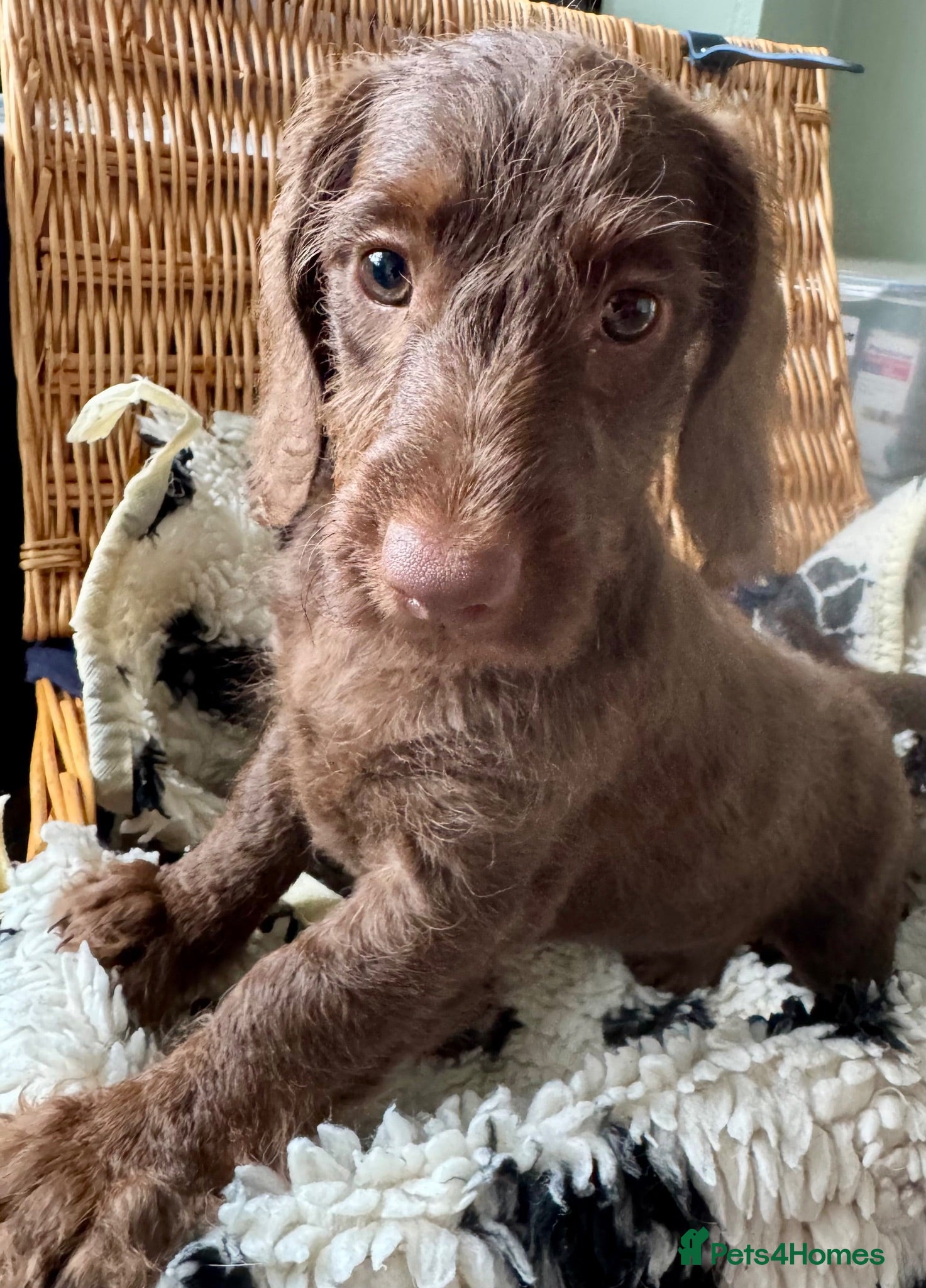 Doxiepoo dogs Doxipoo puppies, dna health tested parents.  - Advert 4