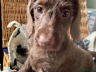 Doxiepoo dogs Doxipoo puppies, dna health tested parents. - Advert 2
