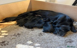 Labrador Retriever dogs for sale: Black Labrador Puppies  - Image 2