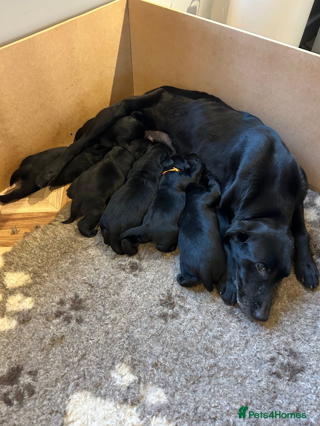 Labrador Retriever dogs for sale: Black Labrador Puppies  - Image 2