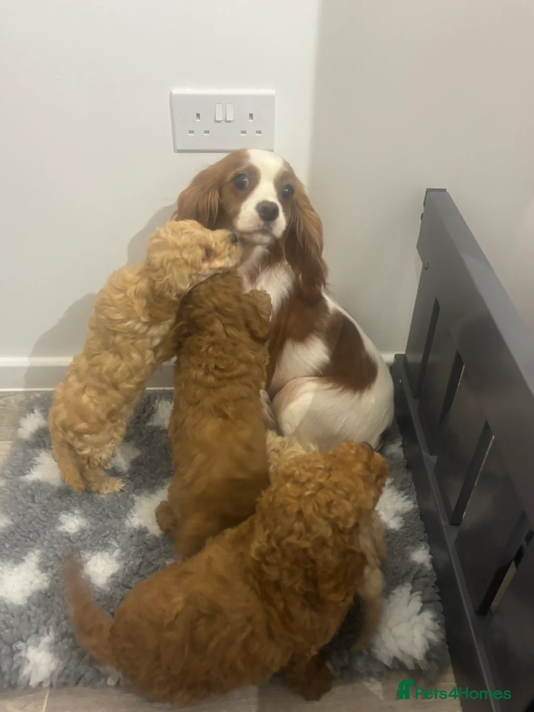 Cavapoo dogs for sale: F1 Ruby Red Cavapoo pups  - Advert 8