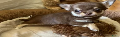 Chihuahua 4