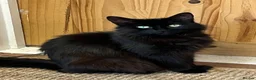 Mixed Breed cats for sale: 3 beautiful kitties. Playful and brave! - Advert 13