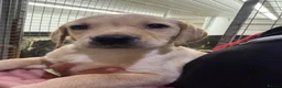 Labrador Retriever dogs for sale: Labrador pups  - Advert 3