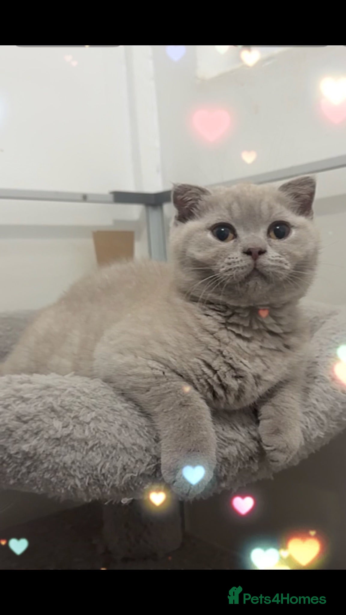 British Shorthair cats Stunning British Shorthair/Fold Kittens - Advert 2