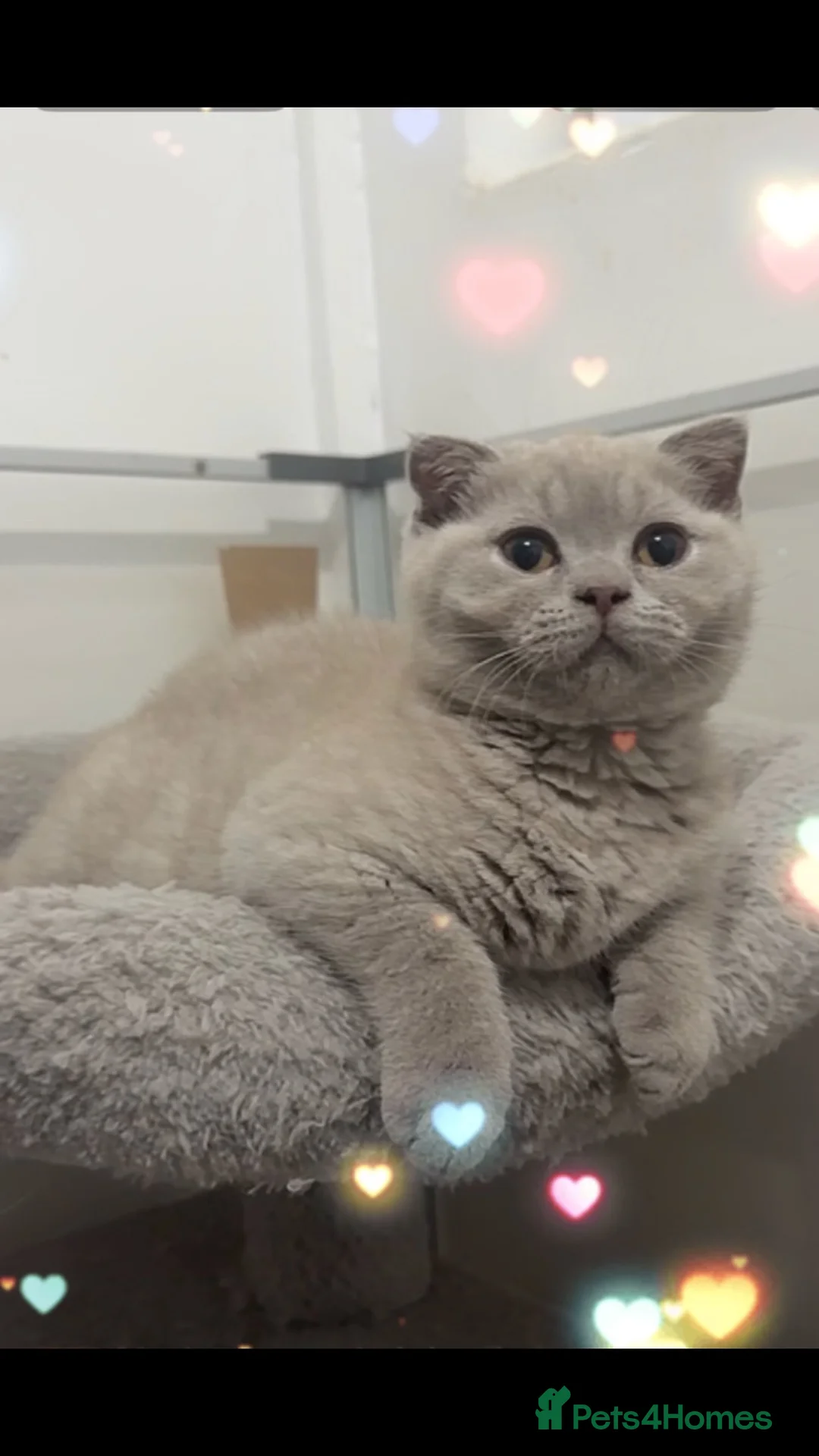 British Shorthair cats for sale: Stunning British Shorthair/Fold Kittens in Rotherham - Advert 2