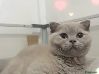 British Shorthair cats Stunning British Shorthair/Fold Kittens - Advert 2