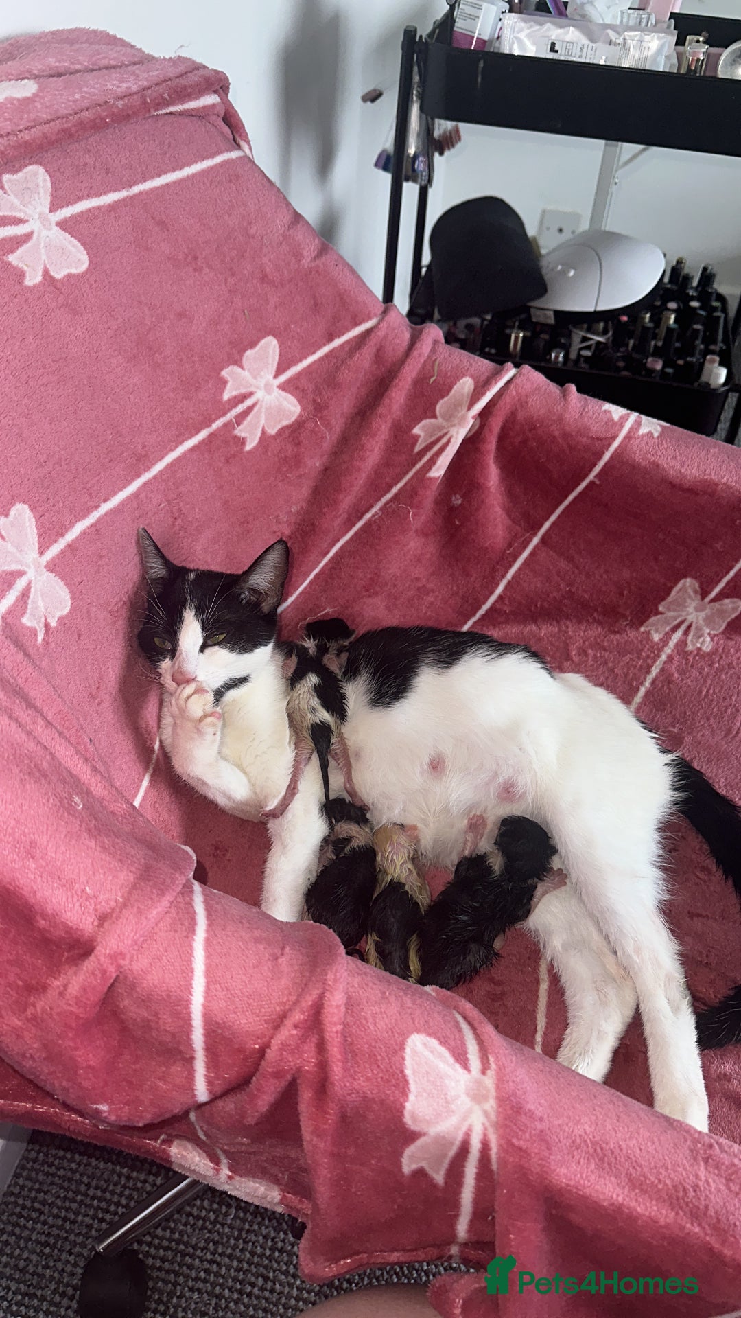 Mixed Breed cats for sale: Half sphinx and half short haired kittens  - Image 6