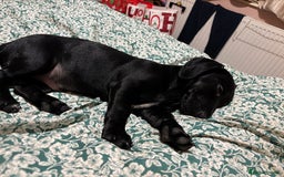 Mixed Breed dogs for sale: Beautiful boy  - Image 8