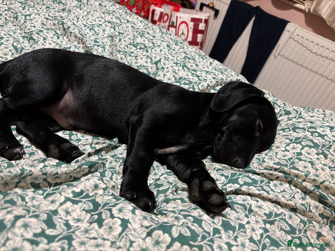 Mixed Breed dogs for sale: Beautiful boy  - Image 8