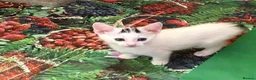 Mixed Breed cats for sale: Lovely kitten looking for her forever home - Advert 11