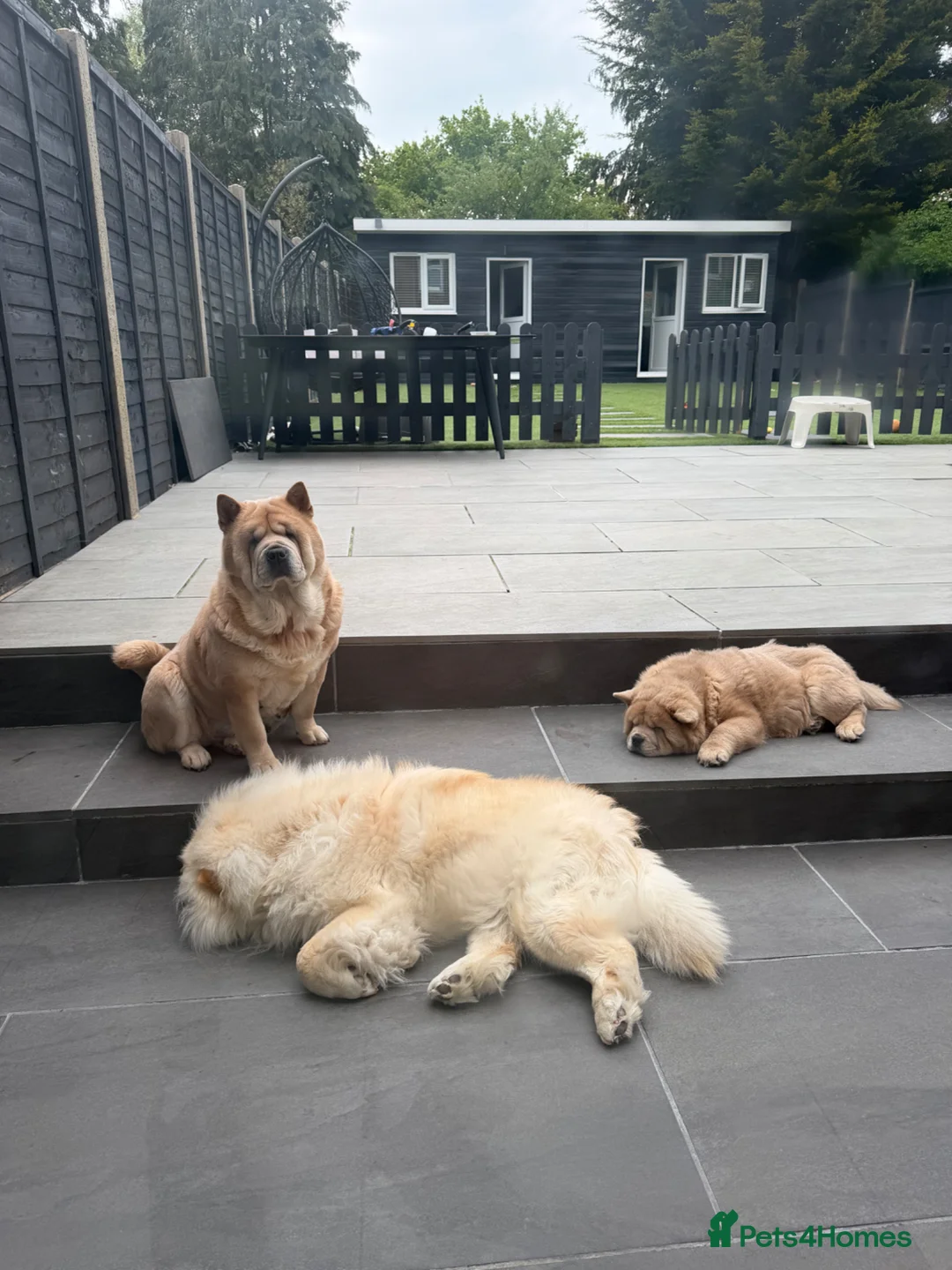 Chow Chow dogs for sale: Female fawn smooth coat chow chow  - Advert 2