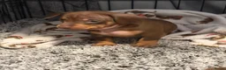 Dachshund dogs for sale: 5 beautiful pups - Advert 23