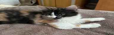 Maine Coon Kitten 3 - reserved