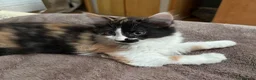 Maine Coon cats for sale: One beautiful Maine Coon kitten left in Southampton - Advert 10