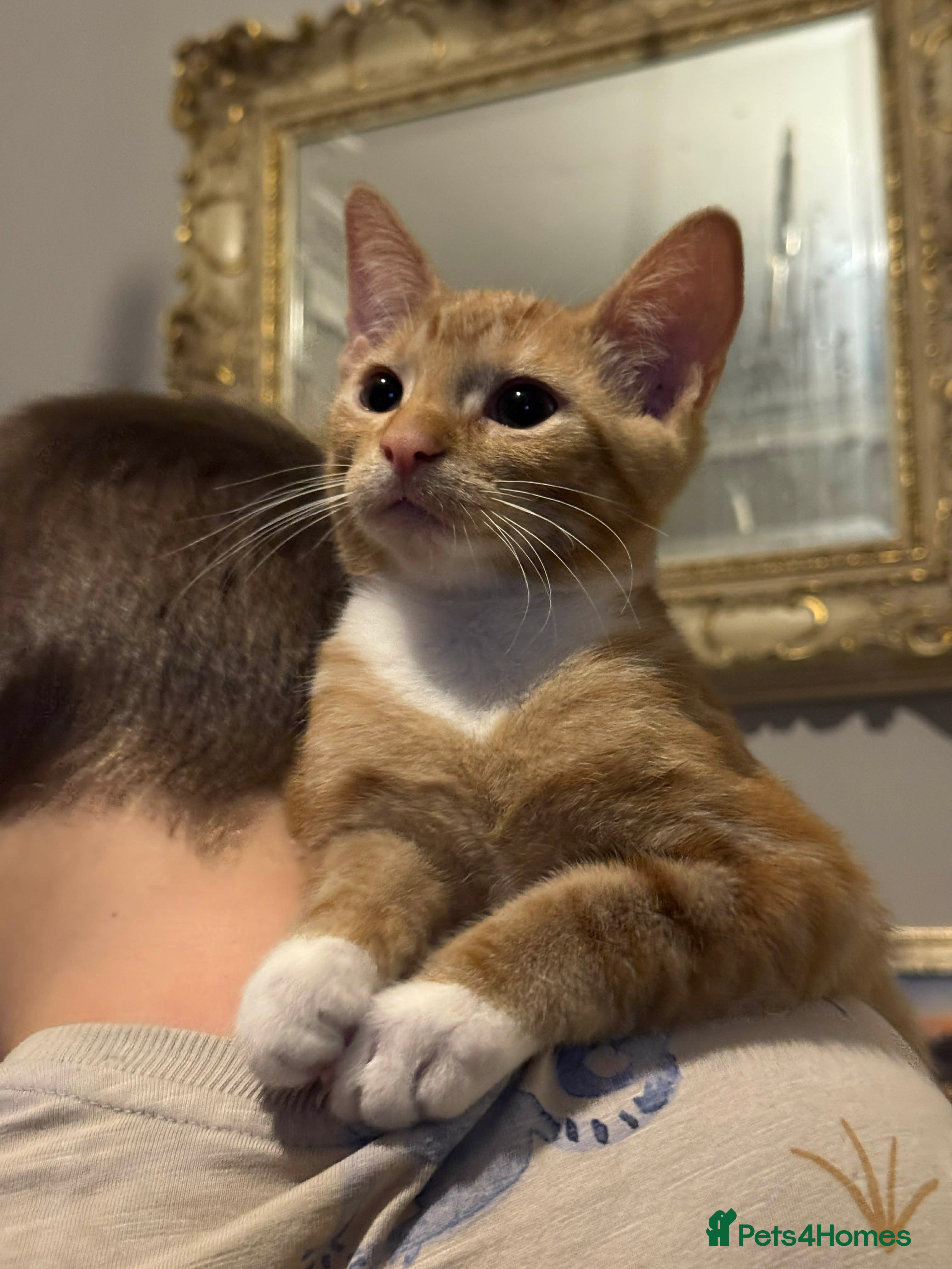 Mixed Breed cats Adorable Ginger and white kitten  - Advert 18