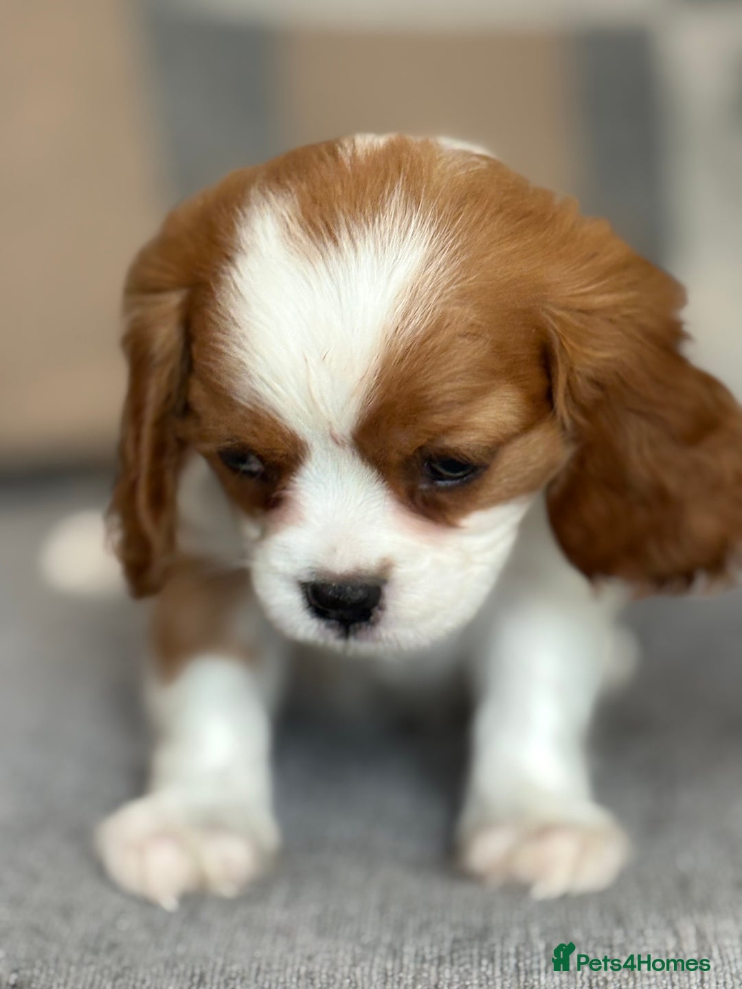 King Charles Spaniel dogs for sale: Beautiful cavalier puppies  - Image 10