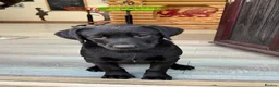Labrador Retriever dogs for sale: Part Trainer Labradors - Pet/Assistance Dog/Gundog - Advert 2