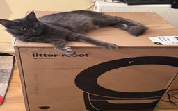 Maine Coon cats for sale: ✨ Beautiful Maine Coon Ex-Queen ✨ - Advert 8