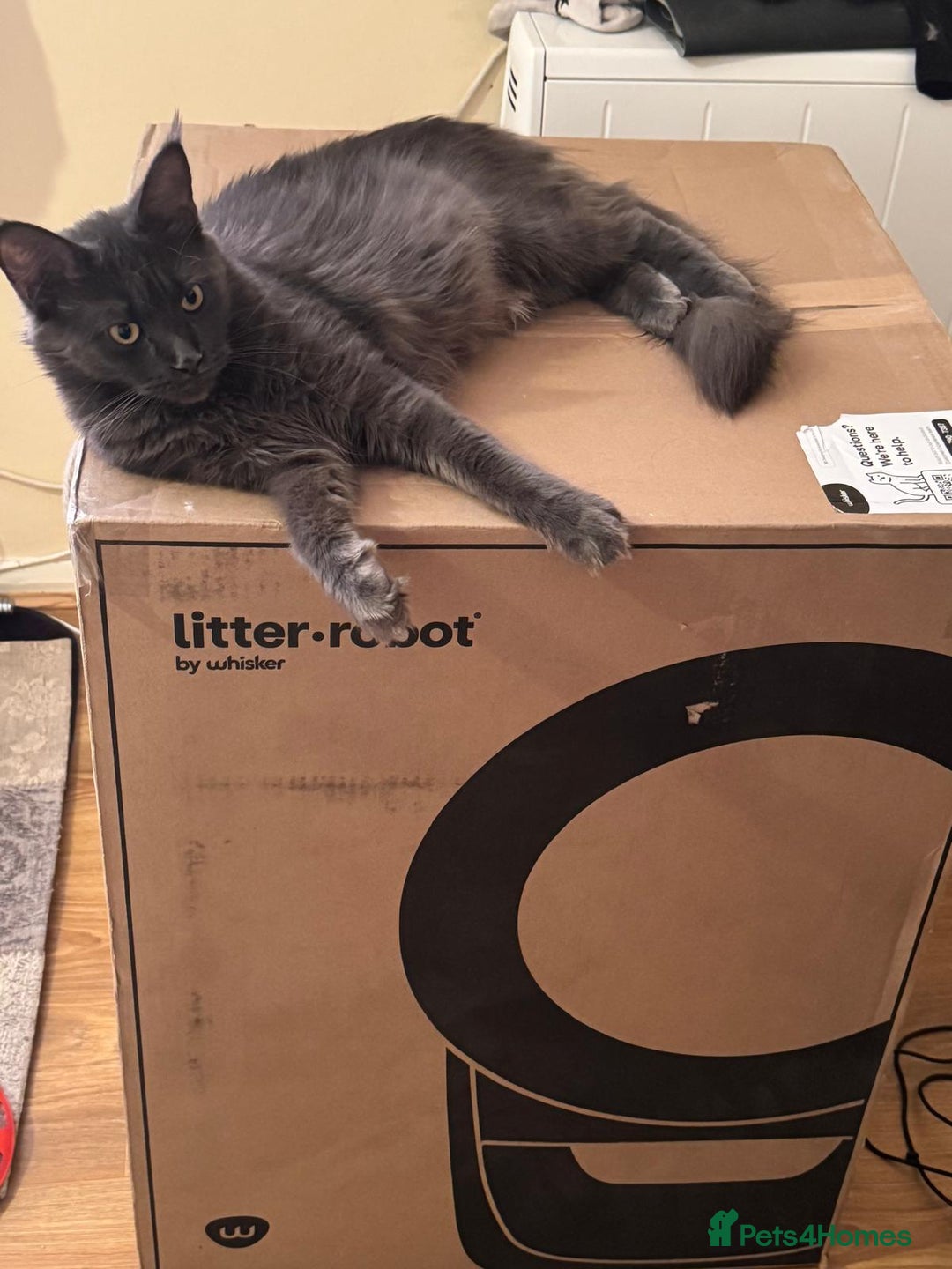 Maine Coon cats for sale: ✨ Beautiful Maine Coon Ex-Queen ✨ - Advert 8