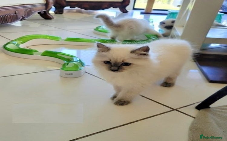 Ragdoll cats - Advert 1