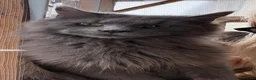 Maine Coon cats for sale: Maine coon  - Advert 2