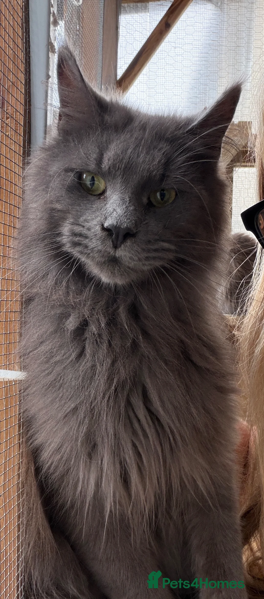 Maine Coon cats for sale: Maine coon  - Advert 2