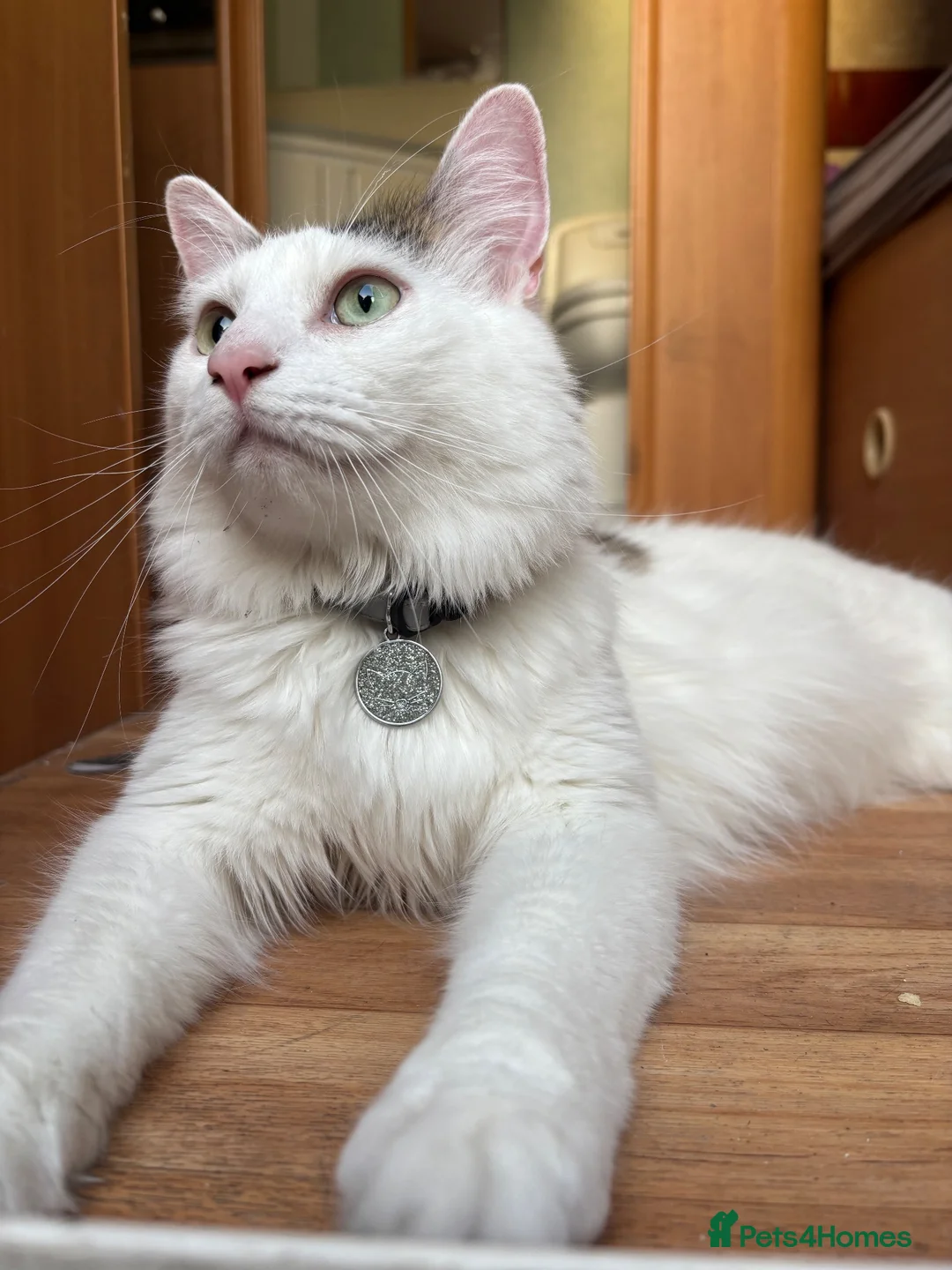 Mixed Breed cats for sale: cats for rehoming  - Advert 5