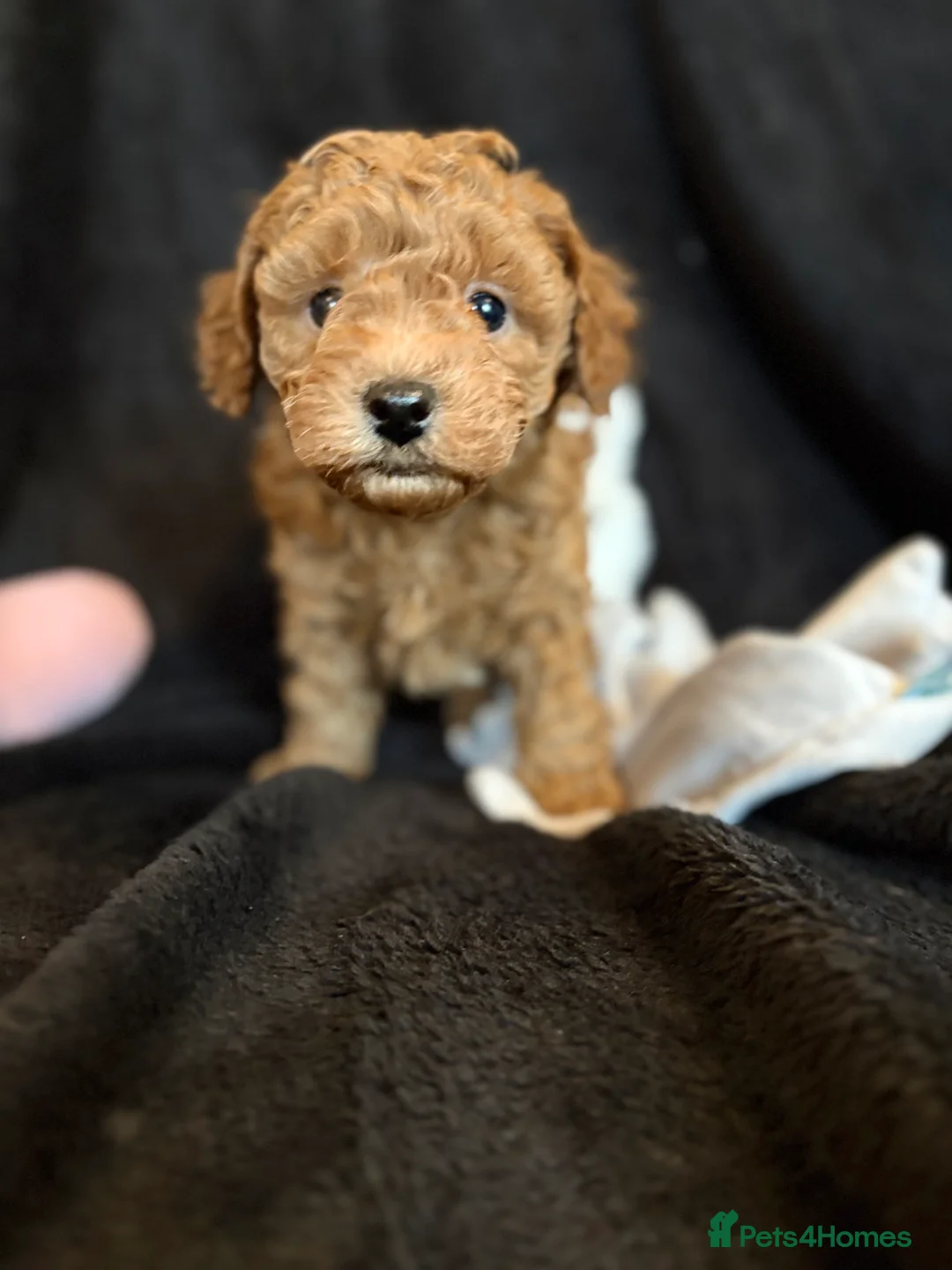 Cavapoochon dogs for sale: Gorgeous Therapy puppies  - Advert 10