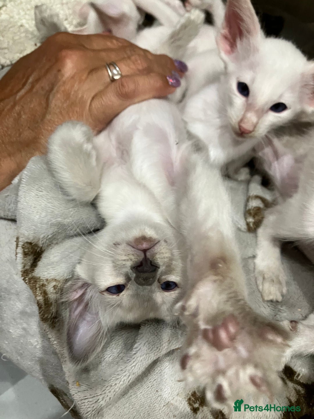 Balinese cats for sale: Lovely Bali Kittens  - Image 5