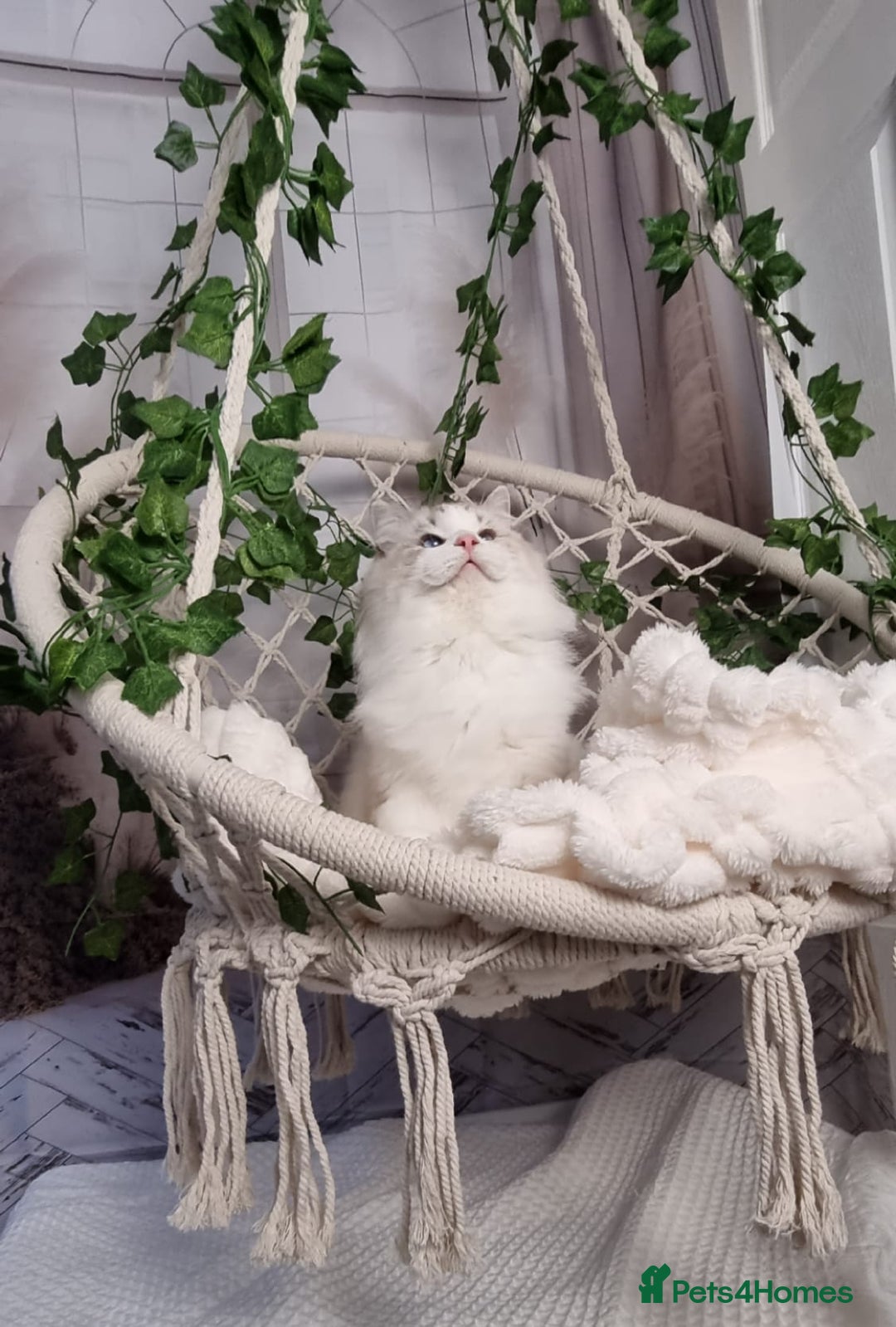 Ragdoll cats for sale: Exceptional Tica Registered Ragdoll Kittens - Advert 20