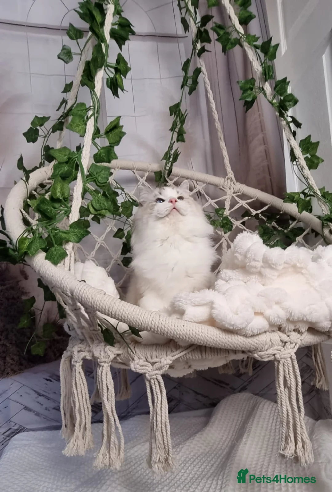 Ragdoll cats for sale: Exceptional Tica Registered Ragdoll Kittens - Advert 21