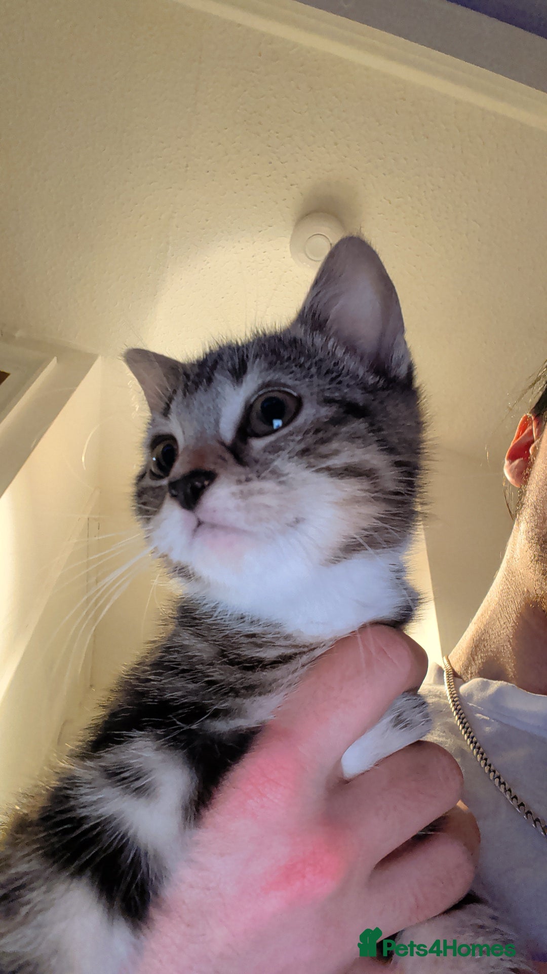 British Shorthair cats for sale: Tabby Kittens For Sale - 18th November! - Advert 8