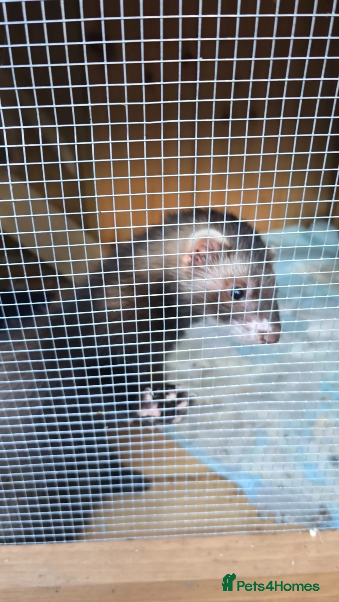 Ferret rodents for sale: Our gorgeous Kit Hobs looking for a home  in Hassocks - Advert 2