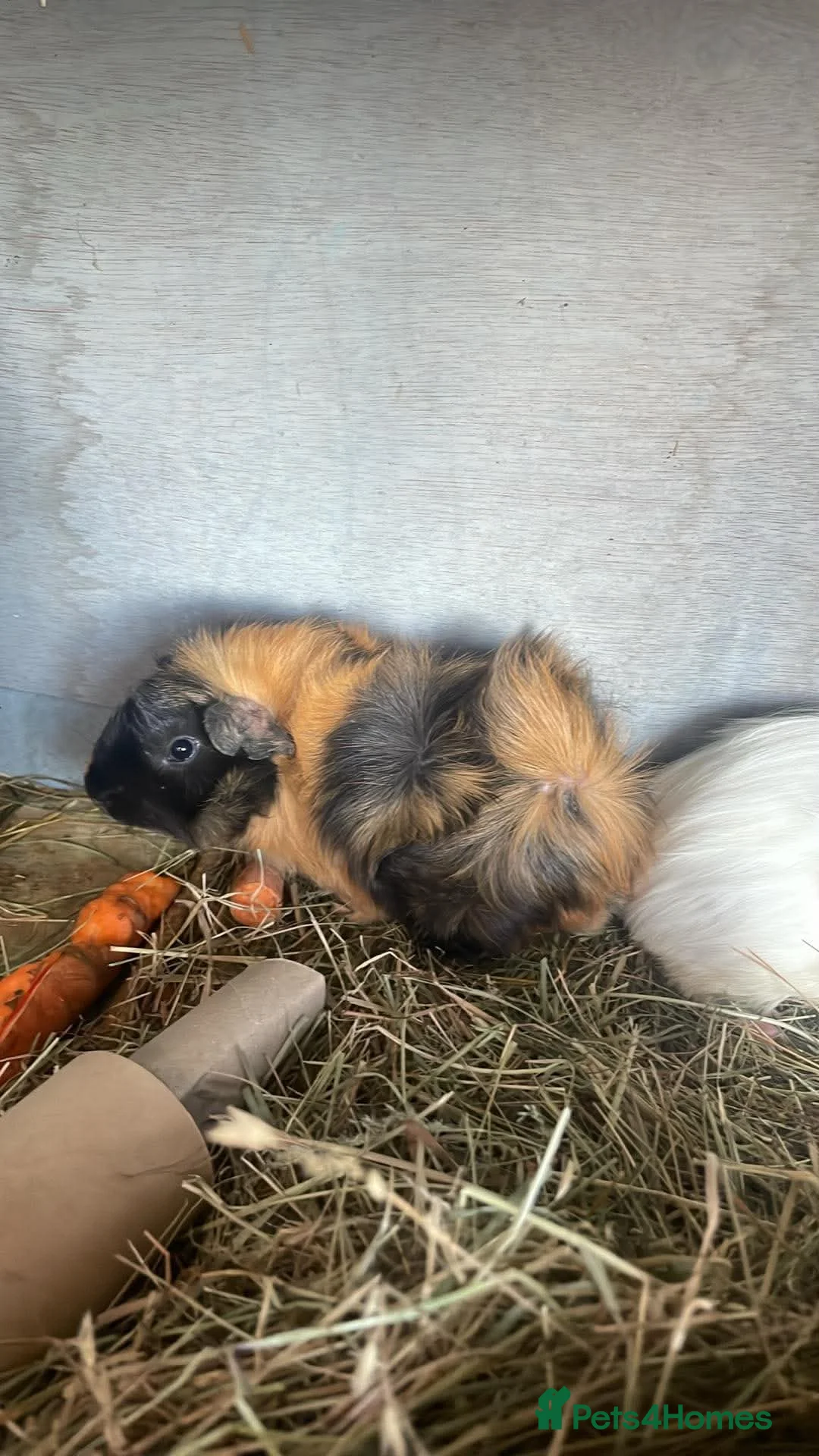 Guinea Pig rodents for sale: Guinea pigs for sale females and males - Advert 2