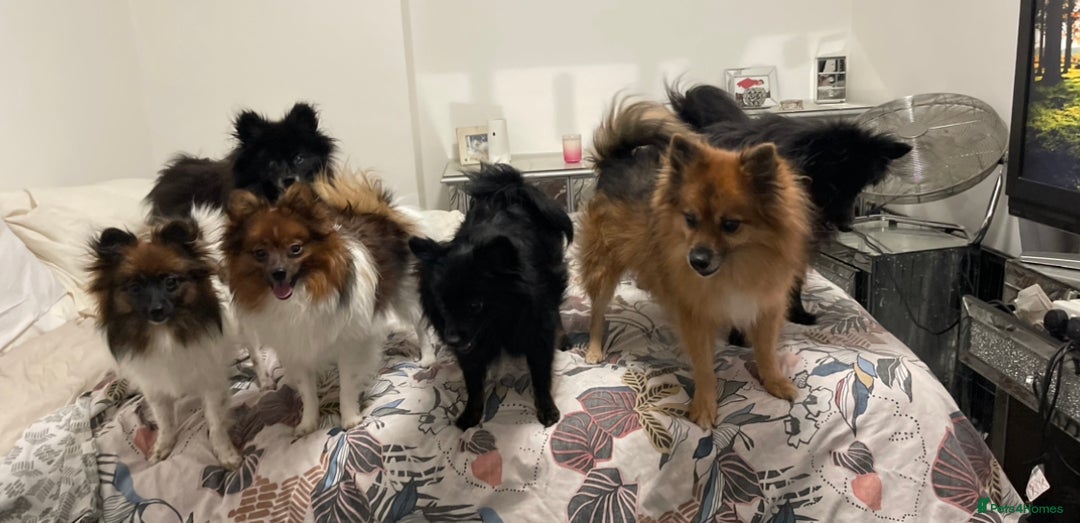 Pomeranian dogs for sale: ****7 Tri/parti Pom pups 3 girls left ** deposit - Image 5