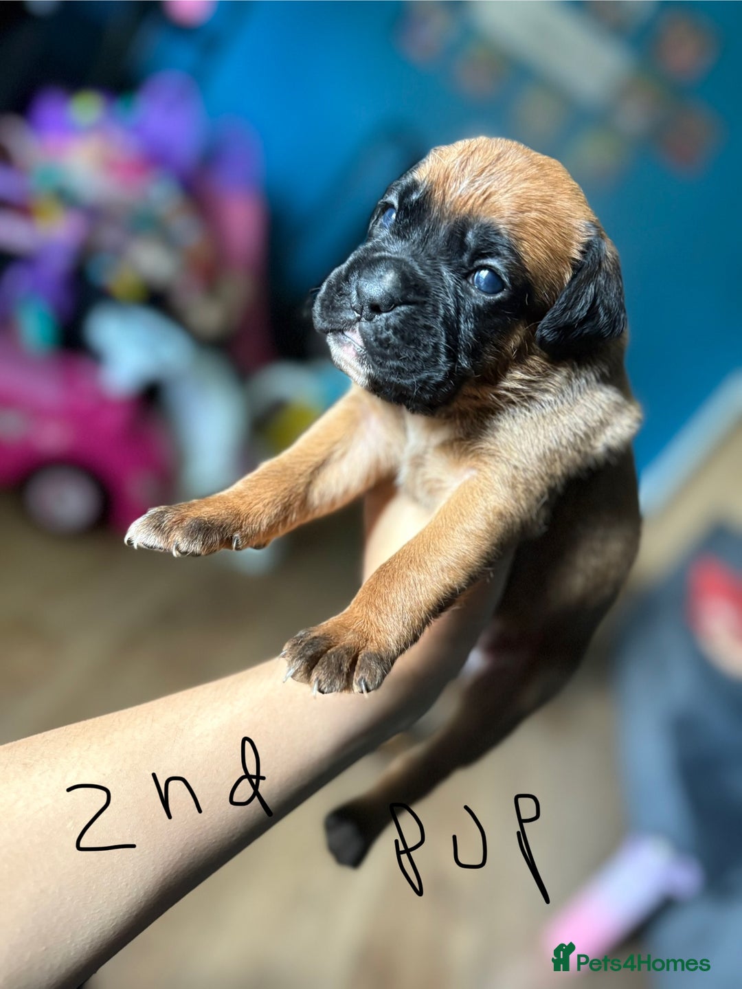 Boxer dogs for sale: 1 girl beautiful boxer puppies left  - Image 14