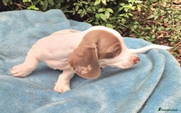 Miniature Dachshund dogs for sale: Quality mini dachshund puppies 💜 - Image 4