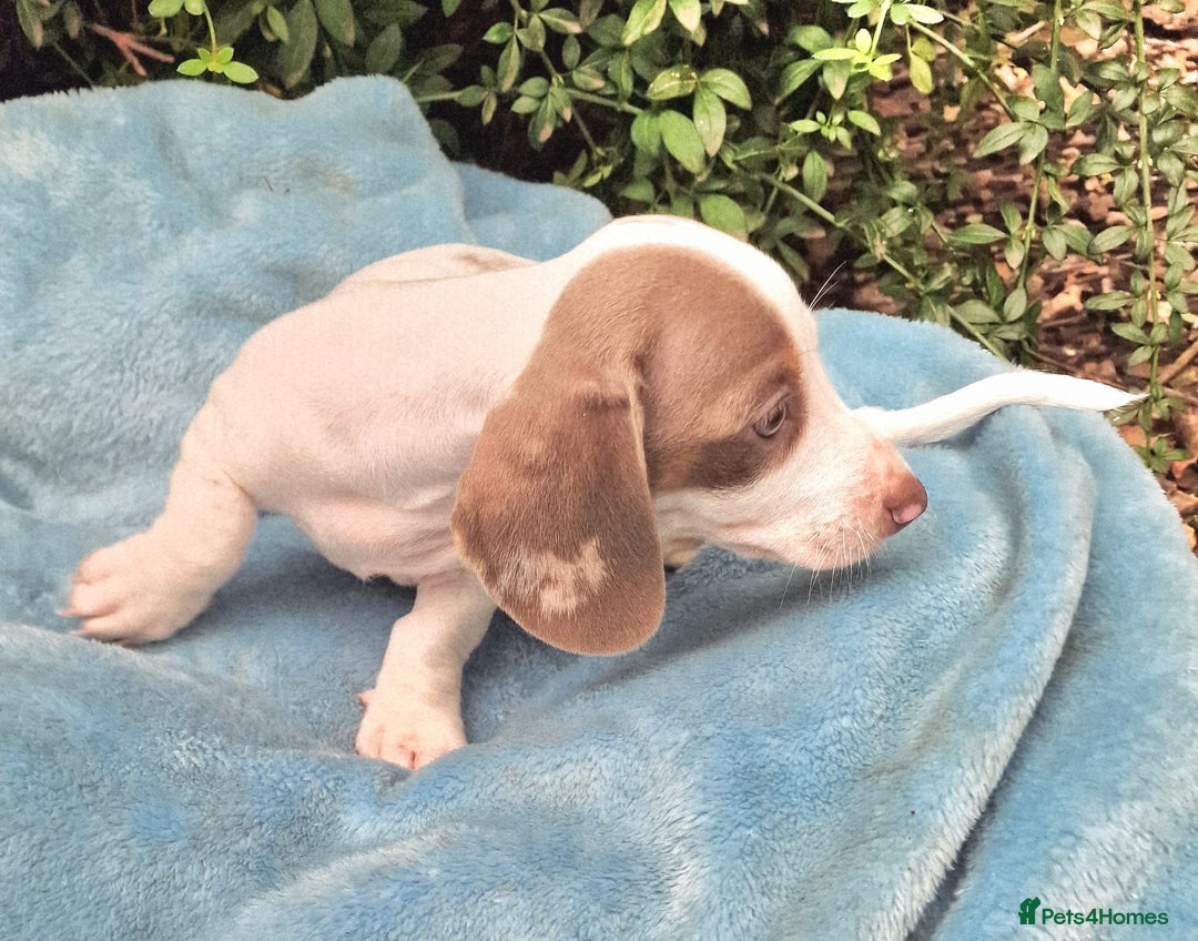 Miniature Dachshund dogs for sale: Quality mini dachshund puppies 💜 - Image 4