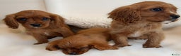 Cavalier King Charles Spaniel dogs for sale: 8 beautiful King Charles Cavalier spaniel puppies - Advert 16