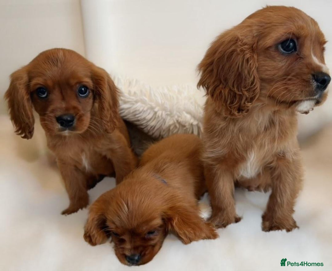 Cavalier King Charles Spaniel dogs for sale: 8 beautiful King Charles Cavalier spaniel puppies - Advert 16