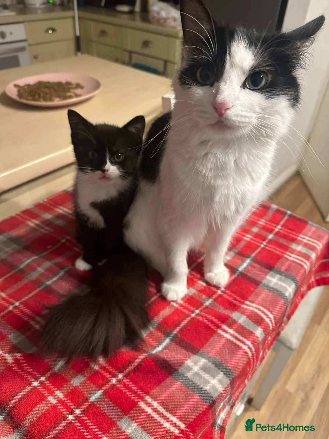 Mixed Breed cats for sale: Lovely fluffy Kittens Ready for New Homes - Advert 1