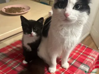 Mixed Breed cats for sale: Lovely fluffy Kittens Ready for New Homes - Advert 2